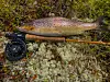 I starten ble jeg lamslått av alle muligheten et halvt år bød på. Jeg så ikke muligheten for bare vak! Først da jeg senket pulsen, bet fisken på. Bilde av en pen ørret.