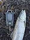 Her ser vi Rapala RCD 25 Digital Scale.