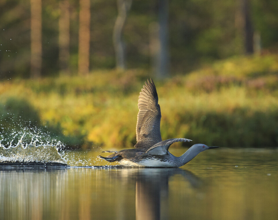 Sommernatt ved smålomtjernet