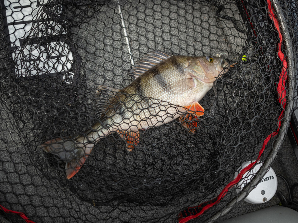 Reitan bruker live transduser for å sjekke om det er fisk på fiskeplassene han har pekt ut på forhånd, fremfor å kjøre rundt på jakt etter store individer.