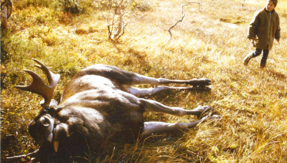 Niåringen maste seg til elgjakt med mor. Det ble Anines første kontakt med skogens
konge.