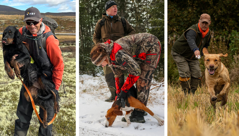 Alle disse hundene har plass på pallen når «Årets jakthund» tradisjon tro skal kårets på Elverum 9. august. Men hvem vinner? Blir det Gordonsetter NJCH GS Storbakkens CSL Obama, eid av Roger Hermanstad? (Fra venstre) Konkurransen er hard, ikke minst grunnet finsk støver C.I.T. N SE J (D) CH RR N SE UCH NMEP-23-24. B Ø Mali (i midten) og den internasjonale stjernen labrador retriever SE FTCh Gunsight's Hathersage, eid av Frank Hermansen og Ellen Espedal.