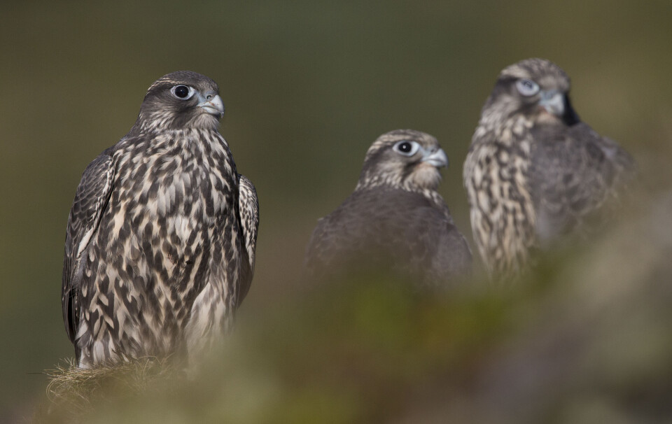 Jaktfalken på speiding etter rype. Jaktfalken på speiding etter rype.