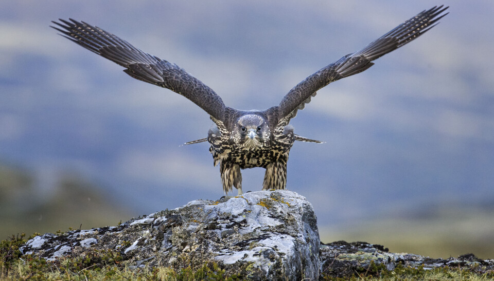 Jaktfalken er en fantastisk flyger, og de unge bruker mye tid på trening. Jaktfalken er en fantastisk flyger, og de unge bruker mye tid på trening.