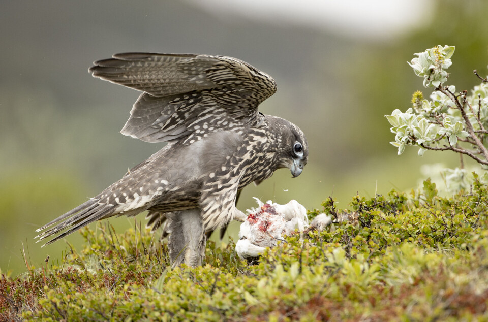 Dette kan være den første selvfangede rypa til denne unge jaktfalken. Bildet er tatt i midten av juli. Dette kan være den første selvfangede rypa til denne unge jaktfalken. Bildet er tatt i midten av juli.