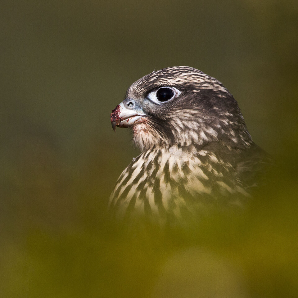 Størknet blod på nebbet og god grunn til å samle krefter i lyngen. Størknet blod på nebbet og god grunn til å samle krefter i lyngen.