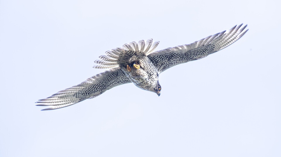 På etterjulsvinteren kan du se jaktfalken patruljere mulige reirlokasjoner. På etterjulsvinteren kan du se jaktfalken patruljere mulige reirlokasjoner.