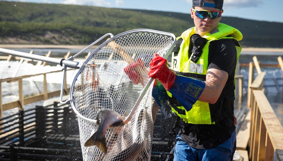 Kommersialisering av pukkellaksen kan bidra til å undergrave arbeidet med å fjerne den uønskede arten fra norsk natur, mener NJFF. Her fra Tanaelva under pukkellaksinvasjonen i 2023.