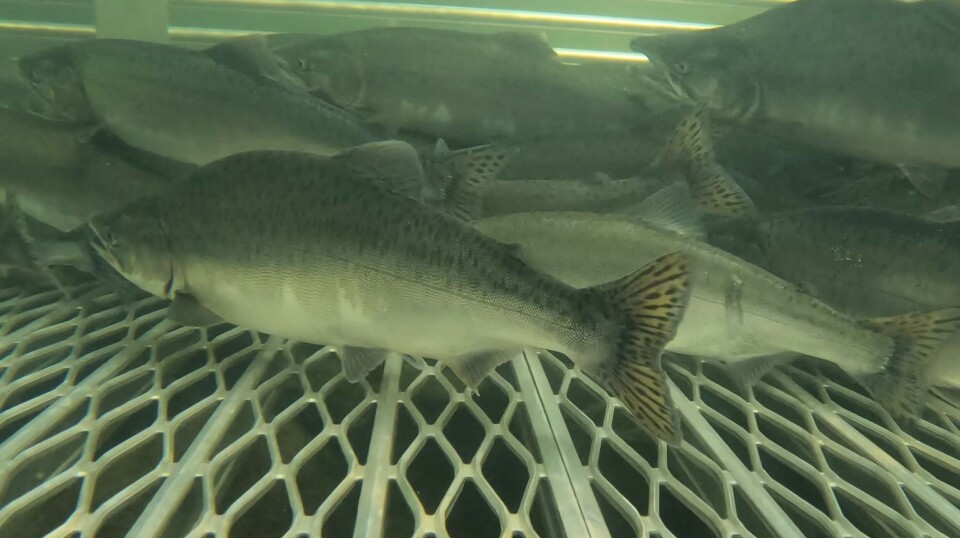 Miljødirektoratet forventer pukkellaks-topp i august. Her fra fiskefelle i Munkelva i Finnmark i 2023.