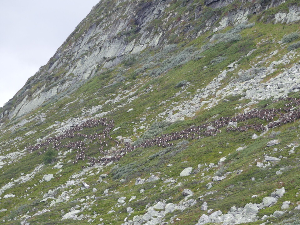 En villreinflokk på trekk er et mektig skue, som om selve fjellet er i bevegelse. En villreinflokk på trekk er et mektig skue, som om selve fjellet er i bevegelse.