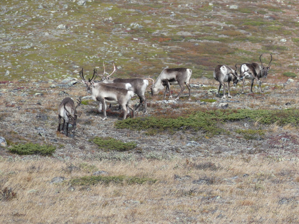 Selv om dyra ser ganske like ut, har disse bukkene i Jotunheimen spak atferd og øremerker. De er også fulgt av milevis med reingjerder i fjellheimen. Selv om dyra ser ganske like ut, har disse bukkene i Jotunheimen spak atferd og øremerker. De er også fulgt av milevis med reingjerder i fjellheimen.