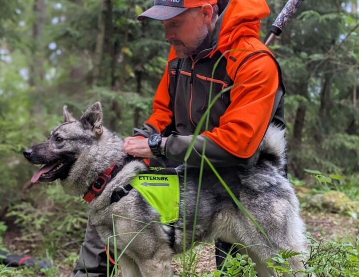 Slik bygger du en bedre sporhund