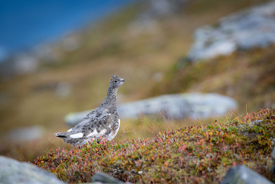 Glad i å gå i fjellheimen? Da kan støkkjakt på rype være for deg. Glad i å gå i fjellheimen? Da kan støkkjakt på rype være for deg.