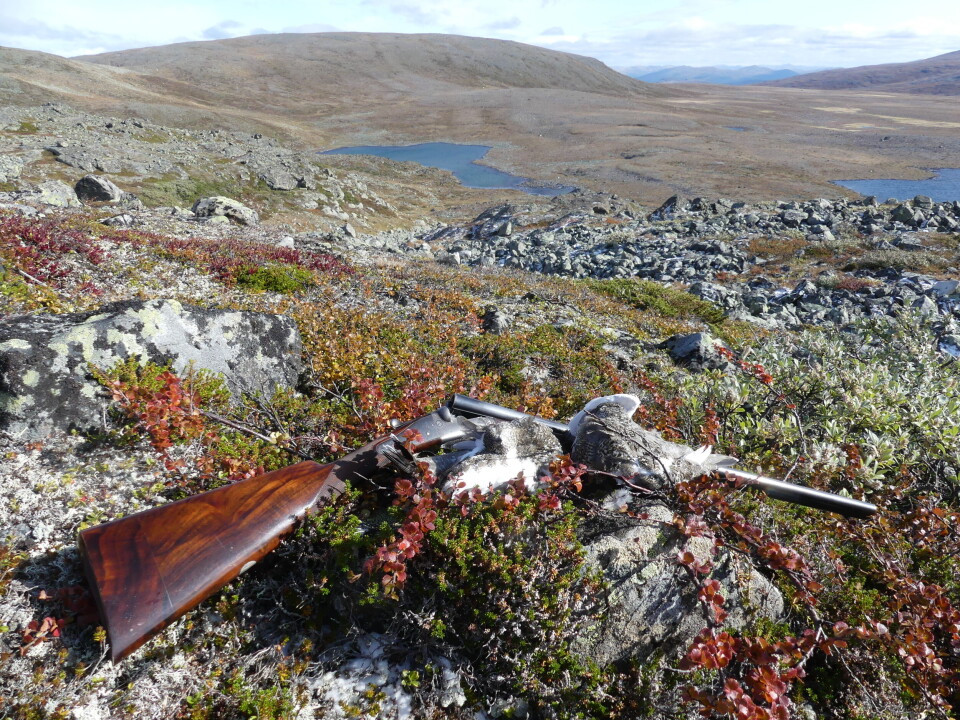 Fjellrypa liker seg i variert terreng i høyfjellet med mye ur. Men litt balanse kunst kan fort gi god uttelling. Fjellrypa liker seg i variert terreng i høyfjellet med mye ur. Men litt balanse kunst kan fort gi god uttelling.