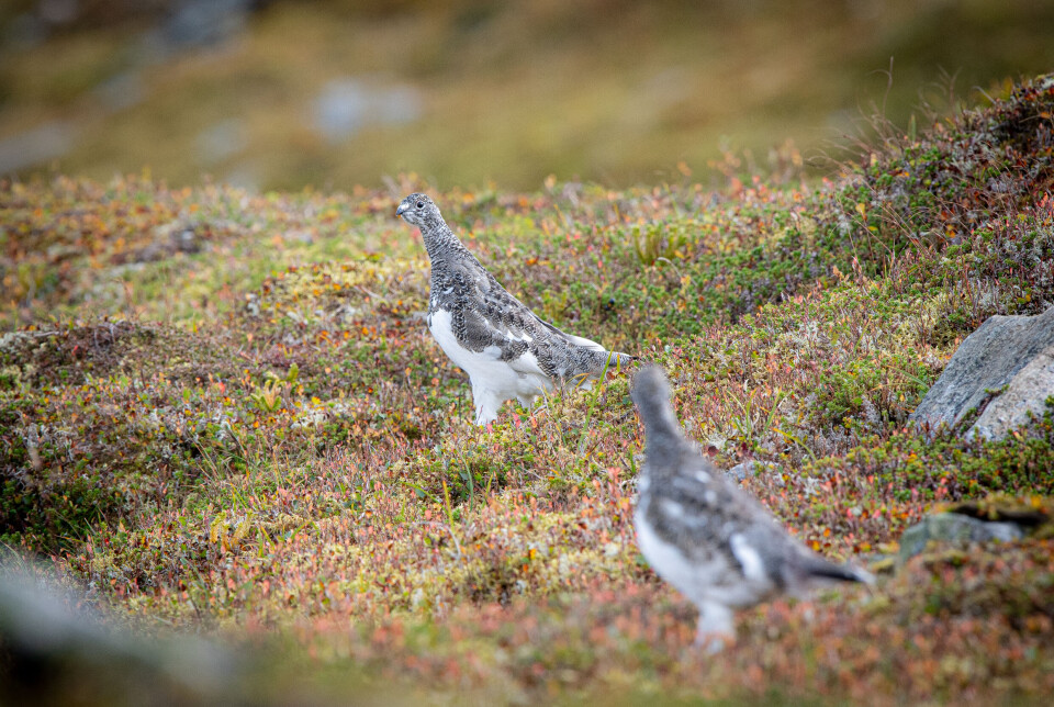 Støkkjakt på fjellrype passer for den som liker en fjelltur. Støkkjakt på fjellrype passer for den som liker en fjelltur.