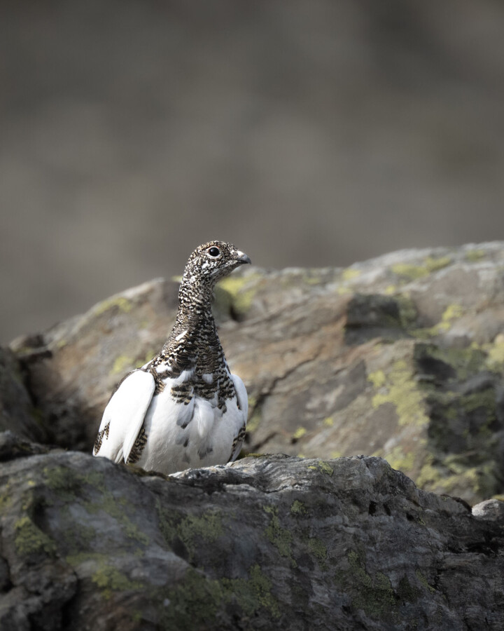 Endelig digital løsning for aversjonsdressur