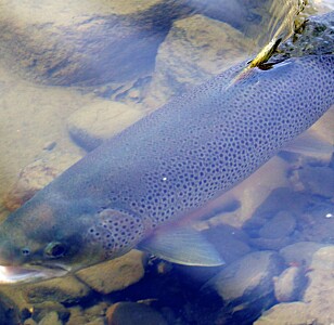 Foreslår tiltak for 12,5 millioner til hjelp for sjøørreten