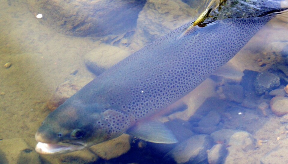 Foreslår tiltak for 12,5 millioner til hjelp for sjøørreten