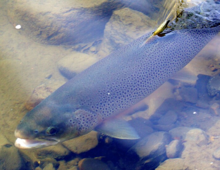 Foreslår tiltak for 12,5 millioner til hjelp for sjøørreten