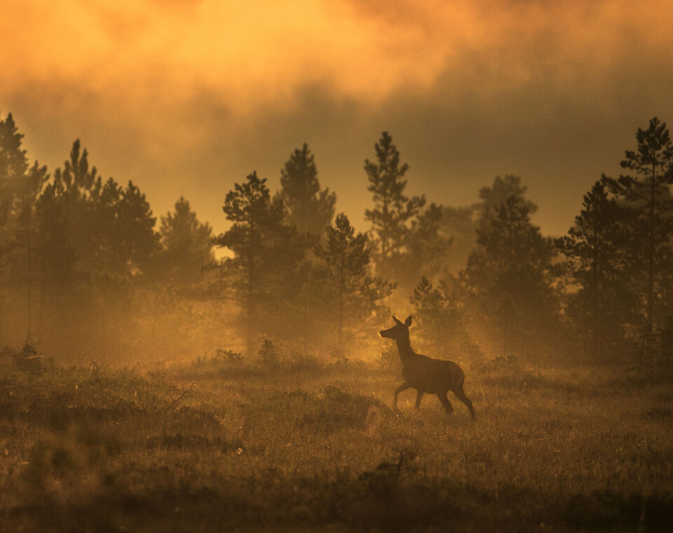 Høst i hjorteskogen