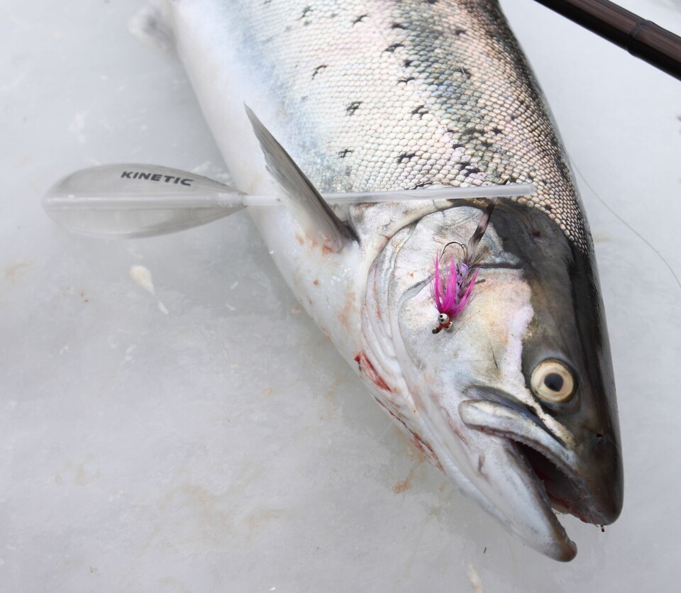 Fargerike fluer, kaste- dupper og vinterkulde er en trio som går godt i lag. Her en strøken sjøørret fanget på Kinetics klassiske intermediate dupp og en Grå Frede med rosa innslag. Fargerike fluer, kaste- dupper og vinterkulde er en trio som går godt i lag. Her en strøken sjøørret fanget på Kinetics klassiske intermediate dupp og en Grå Frede med rosa innslag.