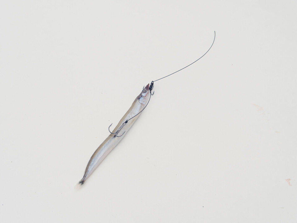 Slik kan du rigge en ekte eller kunstig tobis, lodde eller brislingimitasjon. Surrer du litt agnstrikk rundt, vil den fint sitte på i 100 kast. (Dropp speykast, da vil agnet løsne.) Slik kan du rigge en ekte eller kunstig tobis, lodde eller brislingimitasjon. Surrer du litt agnstrikk rundt, vil den fint sitte på i 100 kast. (Dropp speykast, da vil agnet løsne.)