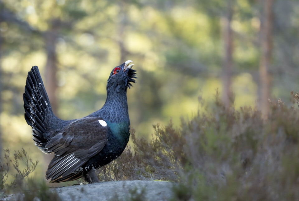 Hvordan finne tiurleik og orrfuglleik?