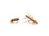 To ulike fluefiskefluer i oransje og brune toner mot hvit bakgrunn.