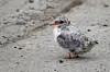 En ung terne står på grå grus nær Longyearbyen i Svalbard.