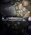 En stor fisk ligger på våte steiner ved vannkanten med hodelyktlys over.