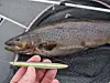 Denne kubben på 2,6 kg fra Storsjøen lot seg ikke be to ganger når den ble fristet med en «krøkleimitasjon» fra Savage Gear. Et par rykk og et spinnstopp var det som skulle til.