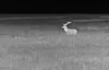 Nå åpnes det for termisk hjortejakt