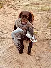 Ove Martin Gundersen jakter også gås med rifle på Nordlandskysten, med langhåret vorsteher som apportere hund.