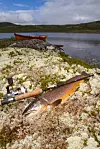 Denne tokilos ørreten lot seg friste av wobblerklassikeren framfor noen, Rapala Original 5 cm TR.